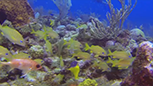 Scuba Antigua